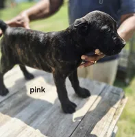 Pink collar , a female Cane Corso for sale in Ruther Glen, VA – 7 of 7