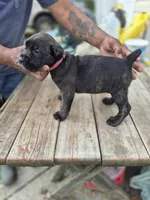 Pink collar , a female Cane Corso for sale in Ruther Glen, VA – 5 of 6