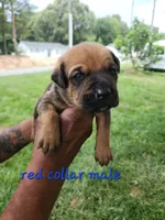 Red collar , a male Cane Corso for sale in Ruther Glen, VA – 5 of 5