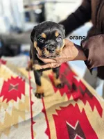 processed/1b2ff697-34ba-418a-bb6a-733c37c79592/listing/ef98e4c7-a763-4374-ac71-faf217751809/bcdc0bcc-f804-4d1e-94ed-c6a6266bba6e