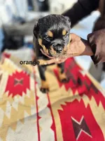 processed/1b2ff697-34ba-418a-bb6a-733c37c79592/listing/ef98e4c7-a763-4374-ac71-faf217751809/ddcc206e-83d6-42ce-8bf5-2df5e457e915