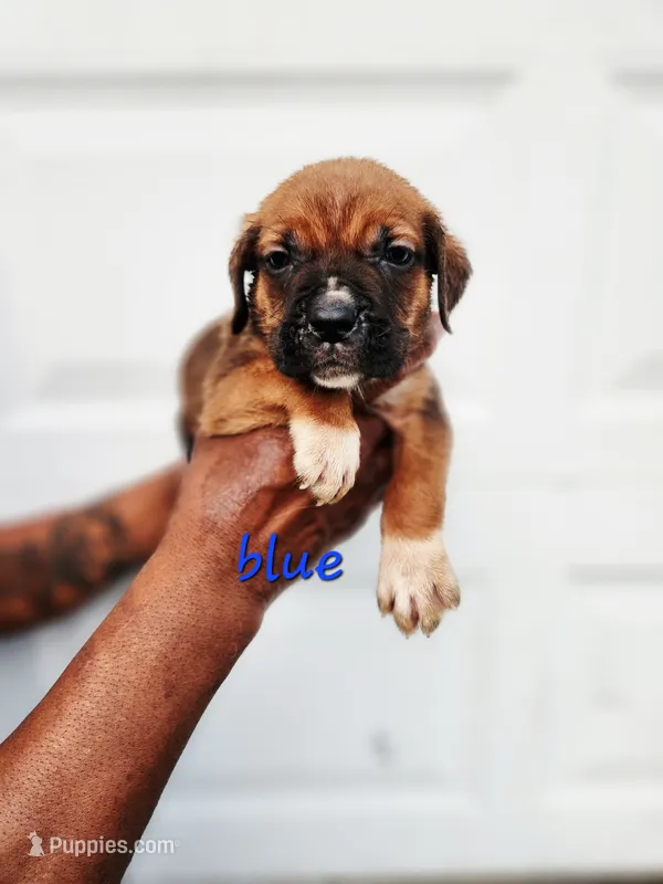 Blue Collar male  – Cane Corso puppy for sale in Ruther Glen, VA
