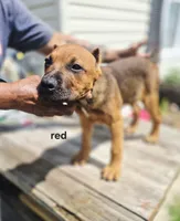 Red collar, a male Cane Corso for sale in Ruther Glen, VA – 4 of 8