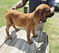 Orange , a female Rottweiler and Cane Corso for sale in Ruther Glen, VA – 4 of 9
