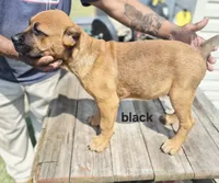 Black collar male , a male Cane Corso for sale in Ruther Glen, VA – 4 of 9