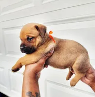 Orange , a female Rottweiler and Cane Corso for sale in Ruther Glen, VA – 3 of 6