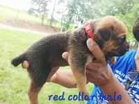 Red collar , a male Cane Corso for sale in Ruther Glen, VA – 4 of 5