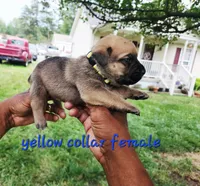 Yellow collar female , a female Cane Corso for sale in Ruther Glen, VA – 2 of 7