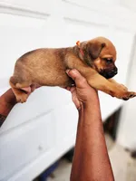 Orange , a female Rottweiler and Cane Corso for sale in Ruther Glen, VA – 6 of 6