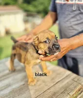 Black collar male , a male Cane Corso for sale in Ruther Glen, VA – 5 of 6