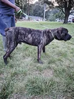 Aries, a male Cane Corso for sale in Ruther Glen, VA – 3 of 6
