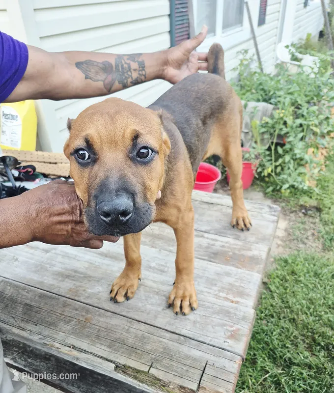 Red collar – Cane Corso puppy for sale in Ruther Glen, VA