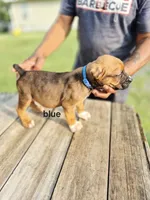Blue Collar male , a male Cane Corso for sale in Ruther Glen, VA – 7 of 8