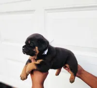 White , a male Rottweiler and Cane Corso for sale in Ruther Glen, VA – 2 of 5