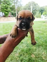 Black collar male , a male Cane Corso for sale in Ruther Glen, VA – 7 of 7