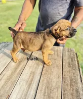 Black collar male , a male Cane Corso for sale in Ruther Glen, VA – 4 of 6