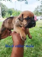 Black collar male , a male Cane Corso for sale in Ruther Glen, VA – 3 of 7
