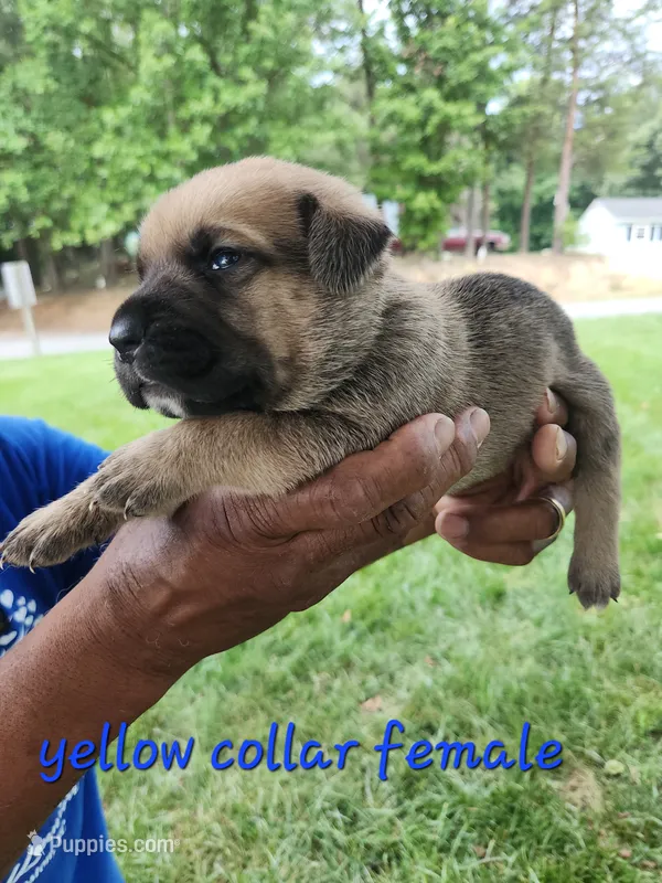 Yellow collar female  – Cane Corso puppy for sale in Ruther Glen, VA