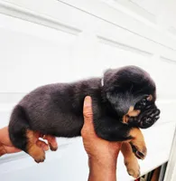White , a male Rottweiler and Cane Corso for sale in Ruther Glen, VA – 3 of 5