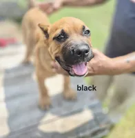 Black collar male , a male Cane Corso for sale in Ruther Glen, VA – 6 of 9