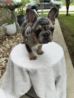 Lulu, a female French Bulldog for sale in Austin, TX – 6 of 6