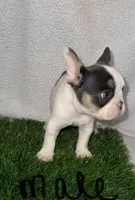 Vaca, a male French Bulldog for sale in Austin, TX – Photo 2 of 2