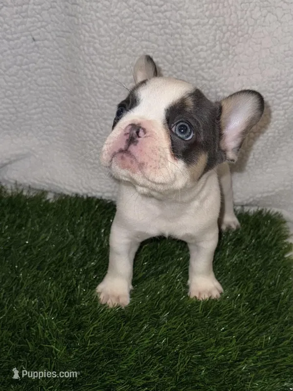 Vaca – French Bulldog puppy for sale in Austin, TX