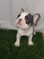 Vaca, a male French Bulldog for sale in Austin, TX – Photo 1 of 2