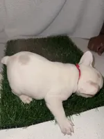 Ghost, a male French Bulldog for sale in Austin, TX – Photo 3 of 3
