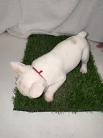 Ghost, a male French Bulldog for sale in Austin, TX – Photo 2 of 3