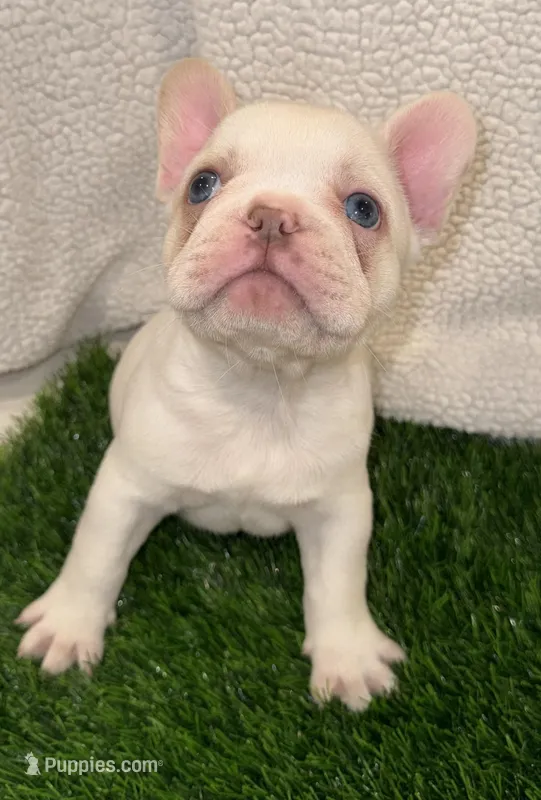 Ghost – French Bulldog puppy for sale in Austin, TX