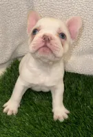 Ghost, a male French Bulldog for sale in Austin, TX – Photo 1 of 3