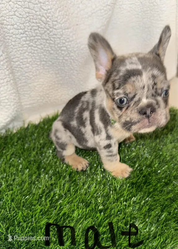 Rocky – French Bulldog puppy for sale in Austin, TX