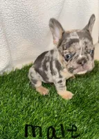 Rocky, a male French Bulldog for sale in Austin, TX – Photo 2 of 2