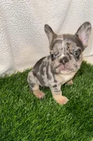Rocky, a male French Bulldog for sale in Austin, TX – Photo 1 of 2