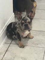 Lulu, a female French Bulldog for sale in Austin, TX – 5 of 6