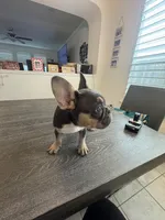 Coco, a female French Bulldog for sale in Austin, TX – 6 of 8