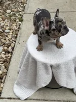 Lulu, a female French Bulldog for sale in Austin, TX – 5 of 6