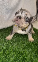 Lulu, a female French Bulldog for sale in Austin, TX – Photo 3 of 4