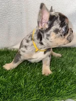 Lulu, a female French Bulldog for sale in Austin, TX – Photo 4 of 4