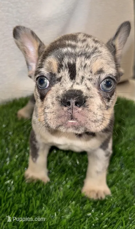 Lulu – French Bulldog puppy for sale in Austin, TX
