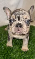Lulu, a female French Bulldog for sale in Austin, TX – Photo 1 of 4