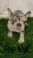 Lulu, a female French Bulldog for sale in Austin, TX – Photo 2 of 4