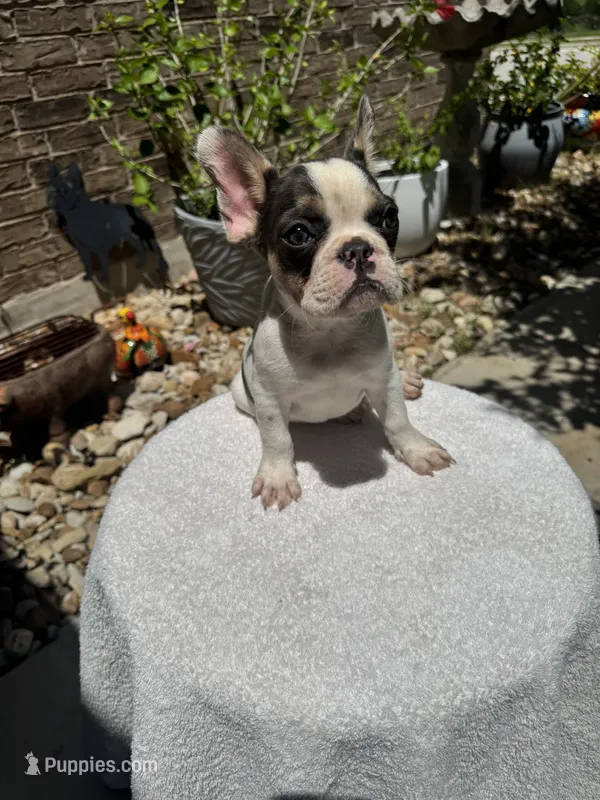 Vaca – French Bulldog puppy for sale in Austin, TX