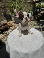 Vaca, a male French Bulldog for sale in Austin, TX – 3 of 3
