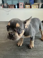 Bella, a female French Bulldog for sale in Austin, TX – 5 of 6