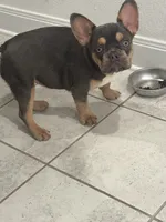 Bella, a female French Bulldog for sale in Austin, TX – 6 of 6