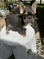 Coco, a female French Bulldog for sale in Austin, TX – 4 of 5