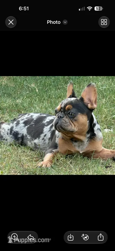 Itty bitty – French Bulldog puppy for sale in Austin, TX