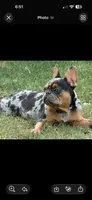 Itty bitty, a female French Bulldog for sale in Austin, TX – 1 of 2